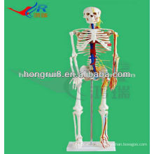 Mini-Größe Medizinisches menschliches bewegliches Skelett Modell mit Nerven und Blutgefäßen (85cm hoch) Medizinisches Mini-Skelettmodell